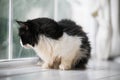 Relaxed domestic cat at home Royalty Free Stock Photo