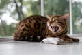 Relaxed domestic cat at home Royalty Free Stock Photo