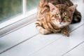 Relaxed domestic cat at home Royalty Free Stock Photo