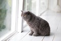Relaxed domestic cat at home Royalty Free Stock Photo