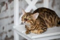 Relaxed domestic cat at home Royalty Free Stock Photo