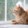Relaxed domestic cat at home Royalty Free Stock Photo