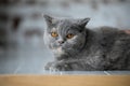 Relaxed domestic cat at home Royalty Free Stock Photo