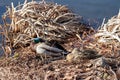 A relaxed duck couple sleeping on the shore of a lake and enjoy the first warm hours of sunshine in March.