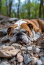 Relaxed English Bulldog Lying on Pebbles in the Forest Peaceful Pet Enjoying Nature Royalty Free Stock Photo