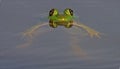 Relaxed Floating Bull Frog Royalty Free Stock Photo