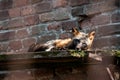 Relaxed fox resting on rustic brick ledge in sunlight Royalty Free Stock Photo