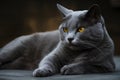 A relaxed gray cat exuding tranquility with amber gaze, surrounded by peaceful silence