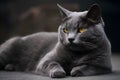 A relaxed gray cat exuding tranquility with amber gaze, surrounded by peaceful silence