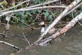 Relaxed great crested grebe podiceps cristatus in a fallen tree with branches in water sleeping but attentive for dangers Royalty Free Stock Photo