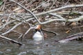 Relaxed great crested grebe podiceps cristatus in a fallen tree with branches in water sleeping but attentive for dangers Royalty Free Stock Photo