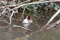 Relaxed great crested grebe podiceps cristatus in a fallen tree with branches in water sleeping but attentive for dangers Royalty Free Stock Photo