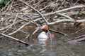 Relaxed great crested grebe podiceps cristatus in a fallen tree with branches in water sleeping but attentive for dangers Royalty Free Stock Photo