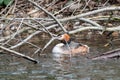 Relaxed great crested grebe podiceps cristatus in a fallen tree with branches in water sleeping but attentive for dangers Royalty Free Stock Photo