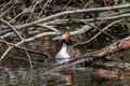 Relaxed great crested grebe podiceps cristatus in a fallen tree with branches in water sleeping but attentive for dangers Royalty Free Stock Photo