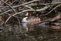 Relaxed great crested grebe podiceps cristatus in a fallen tree with branches in water sleeping but attentive for dangers Royalty Free Stock Photo