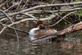 Relaxed great crested grebe podiceps cristatus in a fallen tree with branches in water sleeping but attentive for dangers Royalty Free Stock Photo
