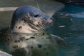 Relaxed grey seal in captivity Royalty Free Stock Photo