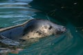 Relaxed grey seal in captivity Royalty Free Stock Photo