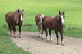 Relaxed horses