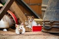 Relaxed little cats looking straight ahead Royalty Free Stock Photo