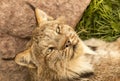 Relaxed lynx Royalty Free Stock Photo