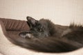 Relaxed nebelung cat lying in the cradle and peeking out with one eye open.