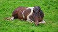 A relaxed piebald horses lying in the grass. Ireland