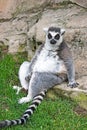 Relaxed ring tailed lemur Royalty Free Stock Photo