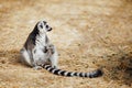 Relaxed ring-tailed lemur Royalty Free Stock Photo