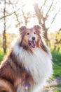 Rough collie portrait, sun at background Royalty Free Stock Photo