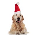 Relaxed santa claus golden retriever celebrates christmas Royalty Free Stock Photo