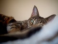 Relaxed Savannah cat on bed Royalty Free Stock Photo