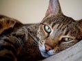 Relaxed Savannah cat on bed Royalty Free Stock Photo