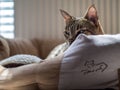 A relaxed Savannah cat Royalty Free Stock Photo