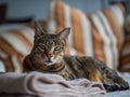 A relaxed Savannah cat Royalty Free Stock Photo