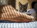 A relaxed Savannah cat Royalty Free Stock Photo