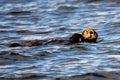 Relaxed sea Otter Royalty Free Stock Photo