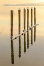 Relaxed Seagulls sitting on a row of poles at Lake Constance Royalty Free Stock Photo