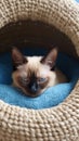 A relaxed Siamese cat, lying down in a cat bed Royalty Free Stock Photo