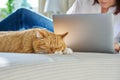 Sleeping ginger cat at home on bed, woman using laptop on background Royalty Free Stock Photo