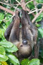 Sleepy two-toed sloth in green tree canopy.