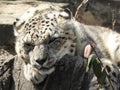 A Relaxed Snow Leopard Royalty Free Stock Photo