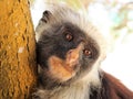 Relaxed staring monkey Royalty Free Stock Photo