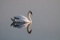 Relaxed summer swan reflected on the lake's surface Royalty Free Stock Photo