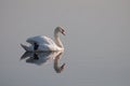 Relaxed swan reflection on the lake's surface Royalty Free Stock Photo