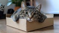 Relaxed tabby cat in cardboard box, home interior Royalty Free Stock Photo
