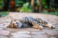 Relaxed tabby cat lying on stone path in garden Royalty Free Stock Photo