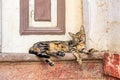 Relaxed tabby cat sleeping on rustic stone ledge in sunlit urban setting Royalty Free Stock Photo