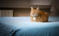 A relaxed and thoughtful domestic red European cat on the bed, illuminated by window light. Royalty Free Stock Photo